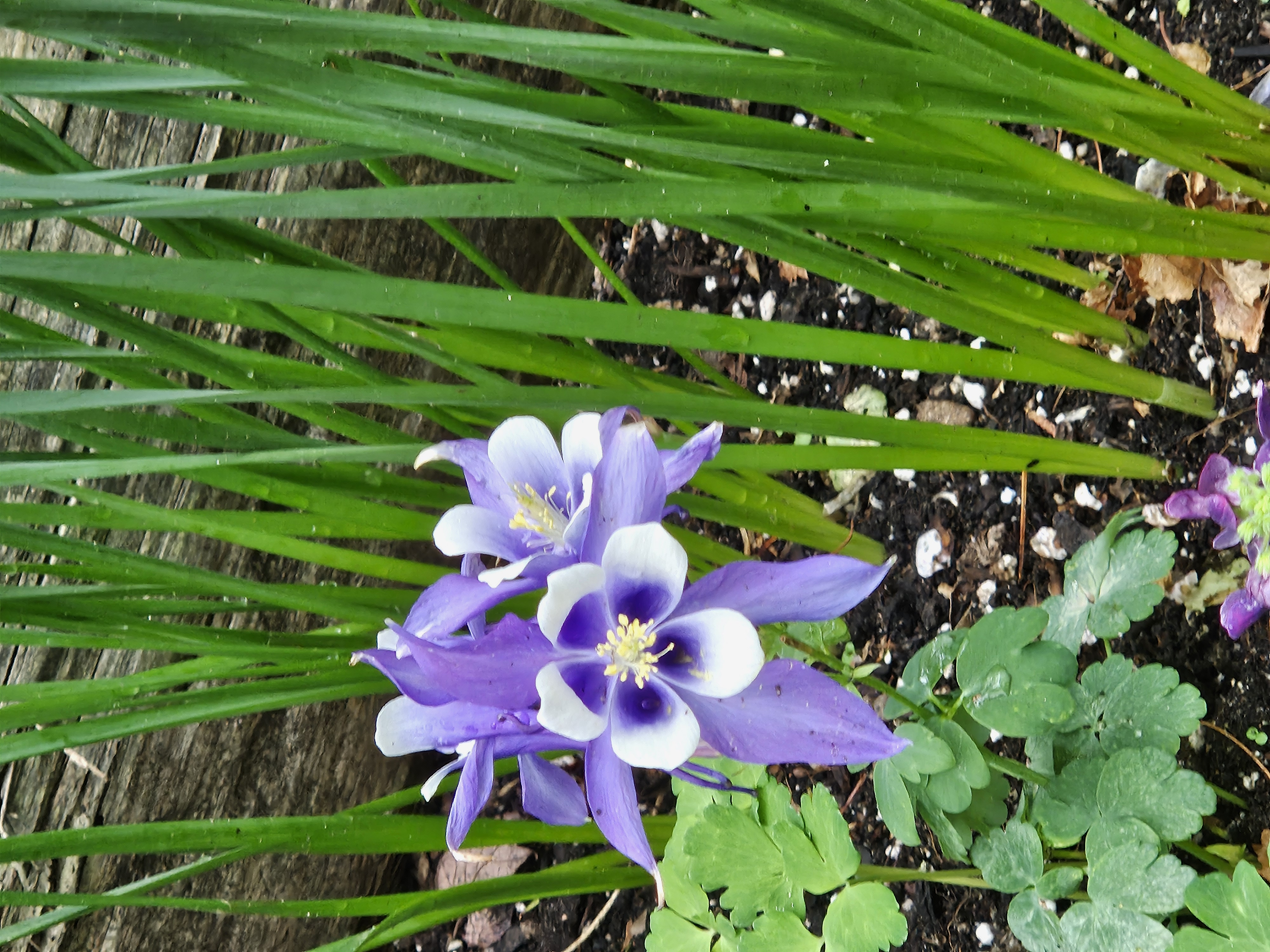 digital photo of a purple-white flower